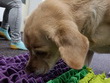 Fyzioterapie psů je specializovaná oblast veterinární péče, která se zaměřuje na podporu pohybového aparátu, hojení a kvality života psa. Na fotografii zachycena vodící fenka Agáta