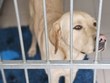 Na fotografii zachycen světlý labrador, stojící v kotci za kovovou mříží a dívající se směrem k fotografovi. Jde o psa ve výcviku na vodicího psa
